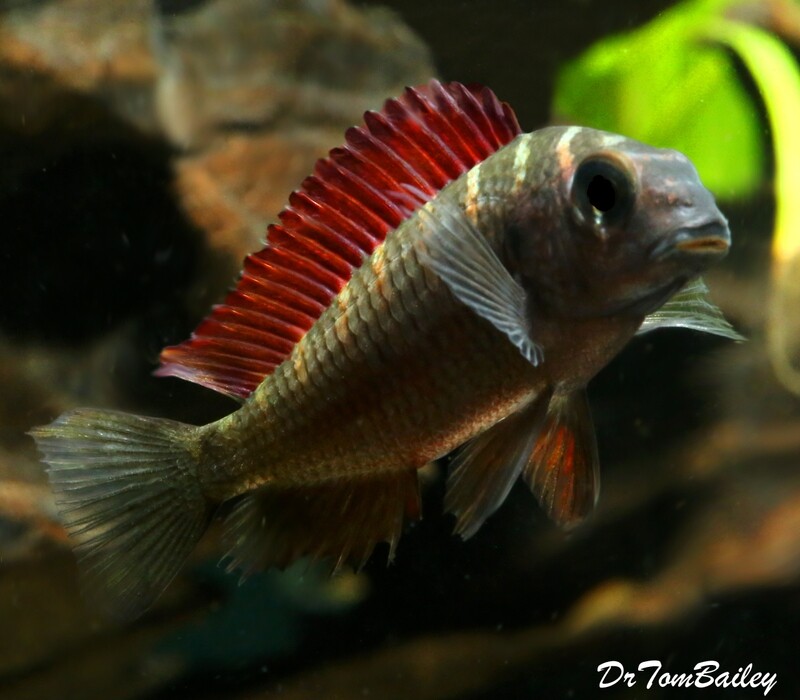 Premium WILD Lake Tanganyika Red Moliro Tropheus Moorii Cichlid