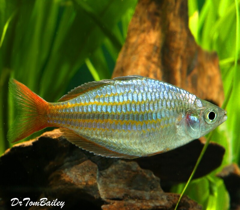 Premium New and Rare, Red Laser Dwarf Rainbowfish