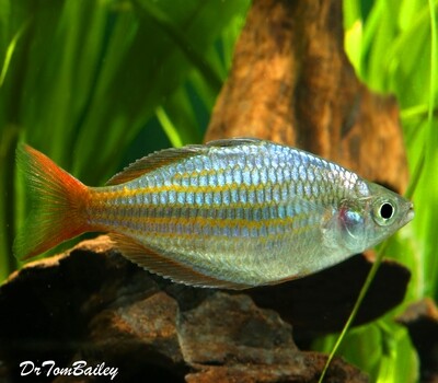 Premium New and Rare, Red Laser Dwarf Rainbowfish