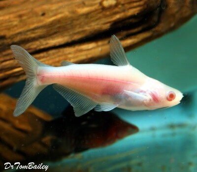 Premium New and Rare, Albino Pangasius Catfish