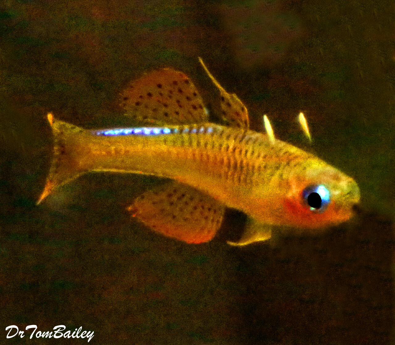 Premium New and Rare, Red Neon Blue Eyes, Pseudomugil Luminatus, Nano Fish