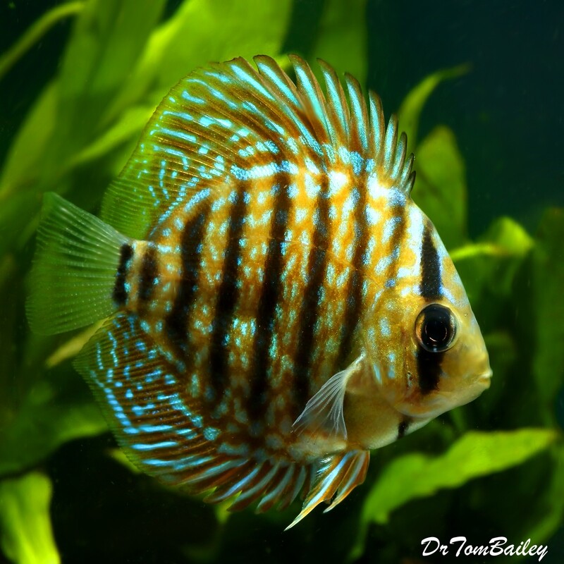 Premium Royal Blue Discus