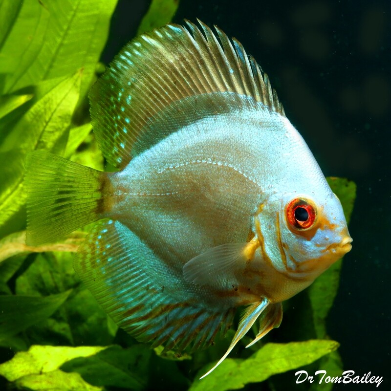 Premium Blue Diamond Discus