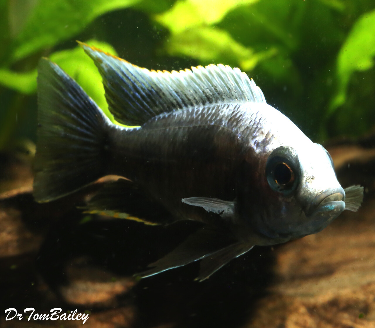 Premium PAIR of Lake Malawi Copadichromis Trewavasae, one male and one female, in our Tank S-56