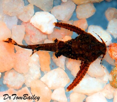 Premium Rare and New, Stone Mini Catfish, Nano Fish
