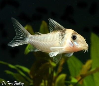 Premium WILD and Rare Virginiae Corydoras Catfish