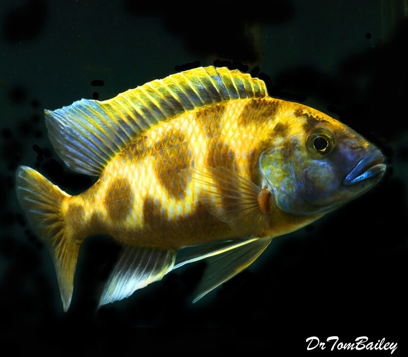 Premium MALE WYSIWYG Lake Malawi Venustus Haplo Cichlid