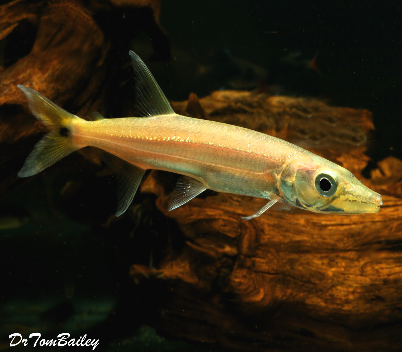 Premium New and Rare, WILD, Freshwater Yellow Tail Barracuda