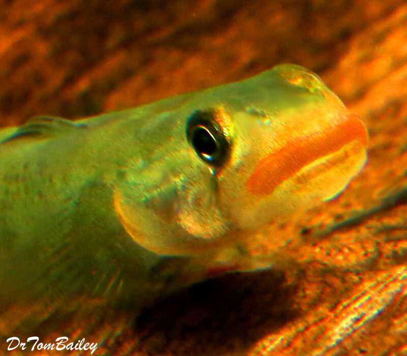 Premium New &amp; Very Rare WILD, Lipstick Goby