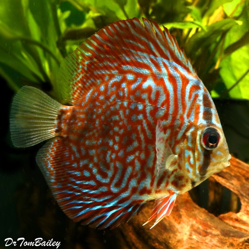 Premium Tiger Red Discus