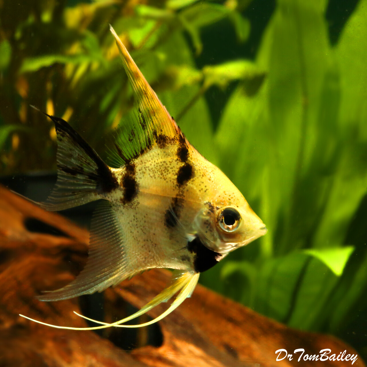 Premium Gold Marbled Angelfish
