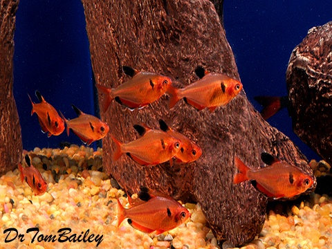 serpae tetra for sale