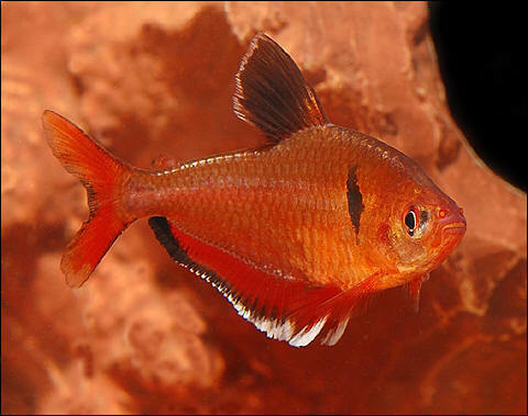 serpae tetra for sale