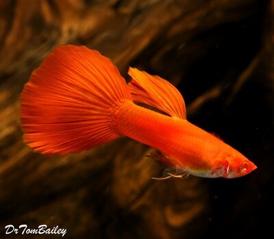 Premium MALE, New and Rare, Red-Eye Red Fancy Guppy