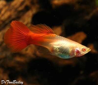 Premium FEMALE, New and Rare, Red-Eye Red Fancy Guppy