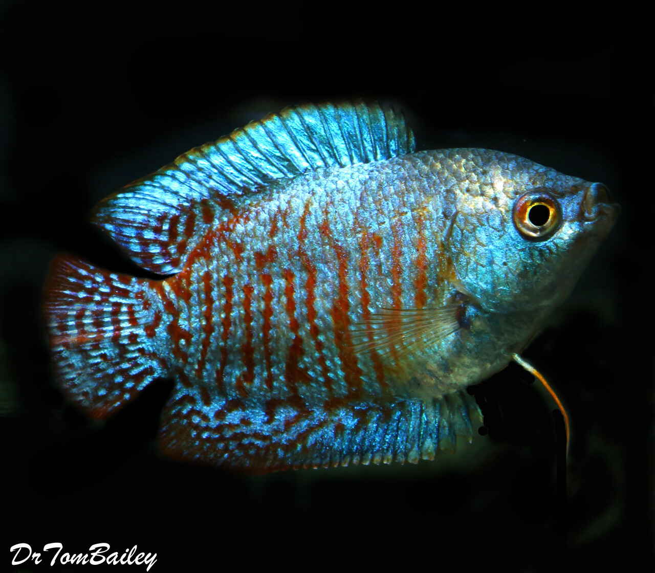 blue dwarf gourami care
