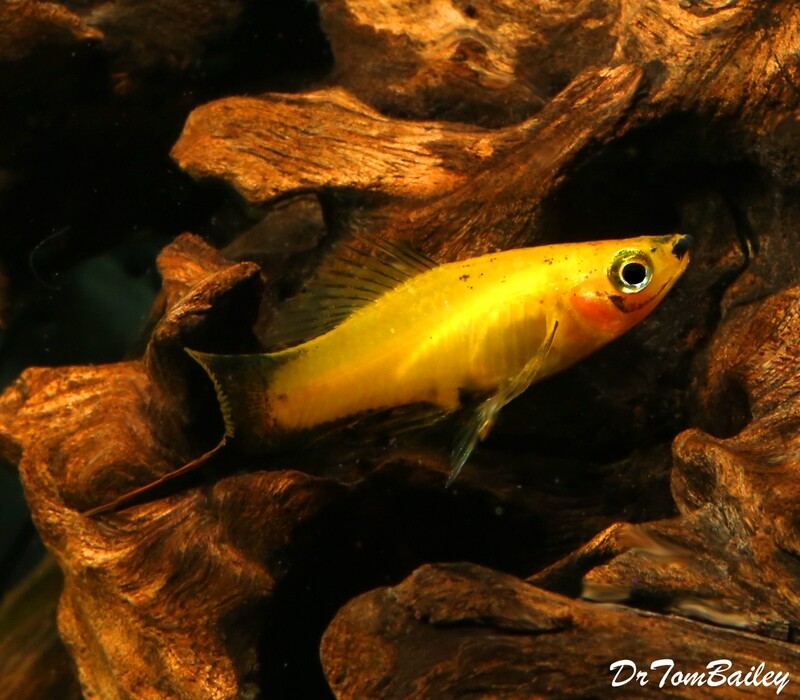 Premium MALE Marigold Wag Swordtail