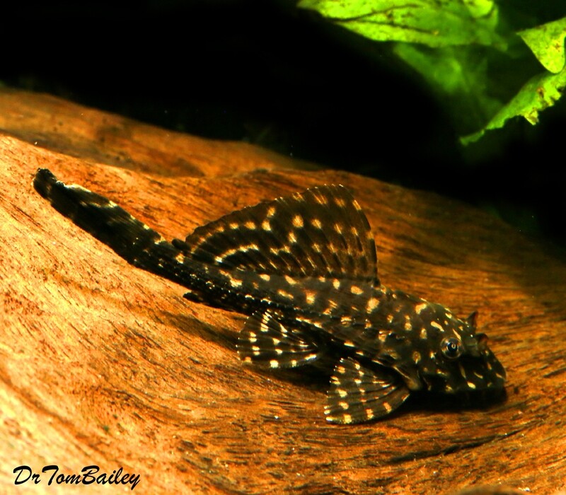 Premium White Spotted Sailfin Pleco, Pterygoplichthys gibbiceps, L001 and L022, on SALE