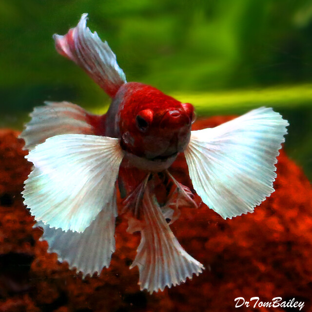 Premium MALE Dumbo Ear Halfmoon Betta Fish