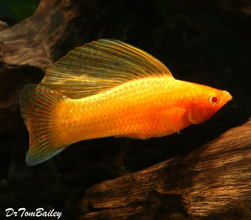 Premium MALE Gold Sailfin Molly, on SALE