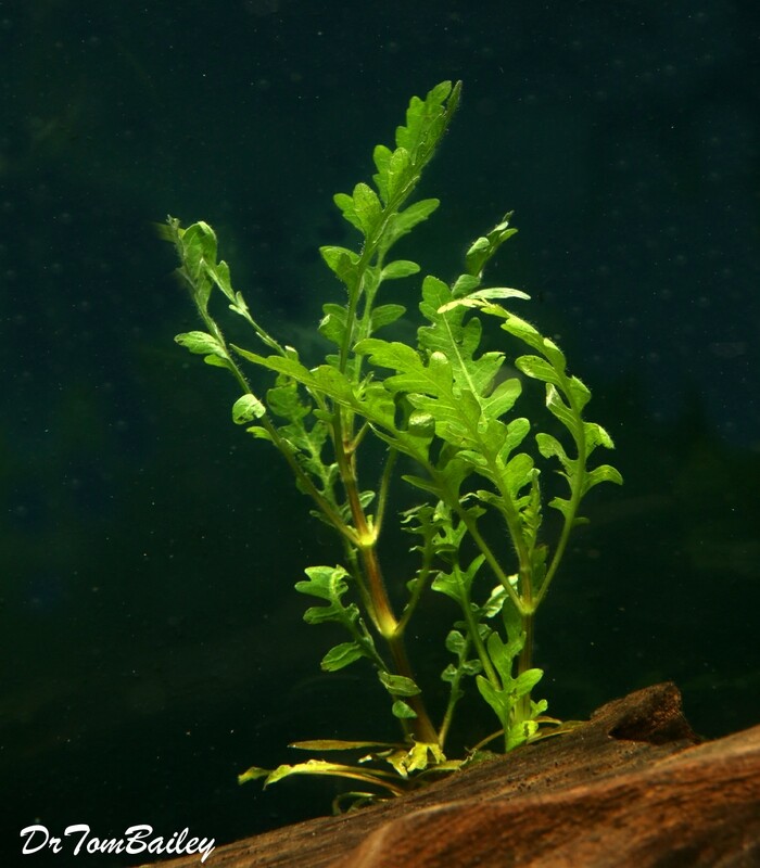 Premium New Hygrophila Pinnatifida, Bunched Plant