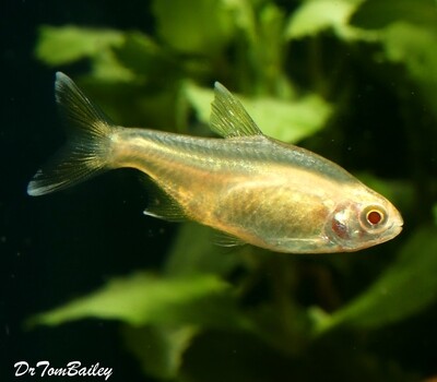 Premium Albino Silver Tip Tetra with Red Eyes and Shiny Golden Body