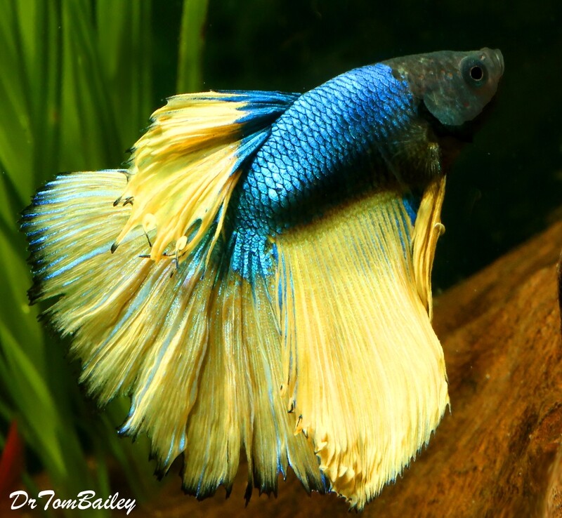 Premium MALE Blue-Green Mustard Halfmoon Betta Fish