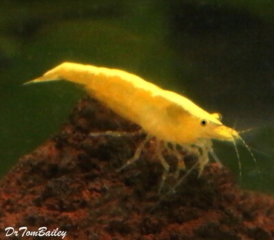 Premium New and Rare, Gold Back Yellow Fire Shrimp