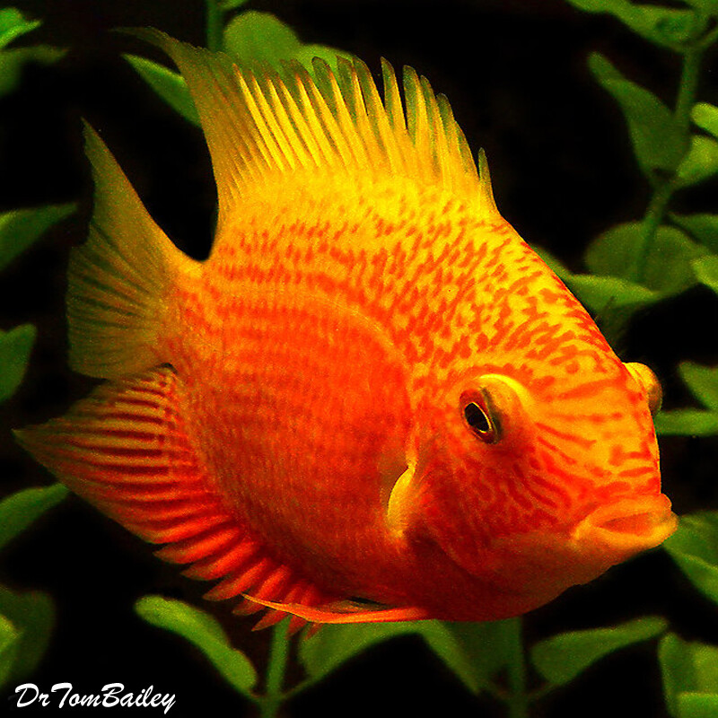 Premium Super Red Spotted Severum Cichlid, Heros efasciatus