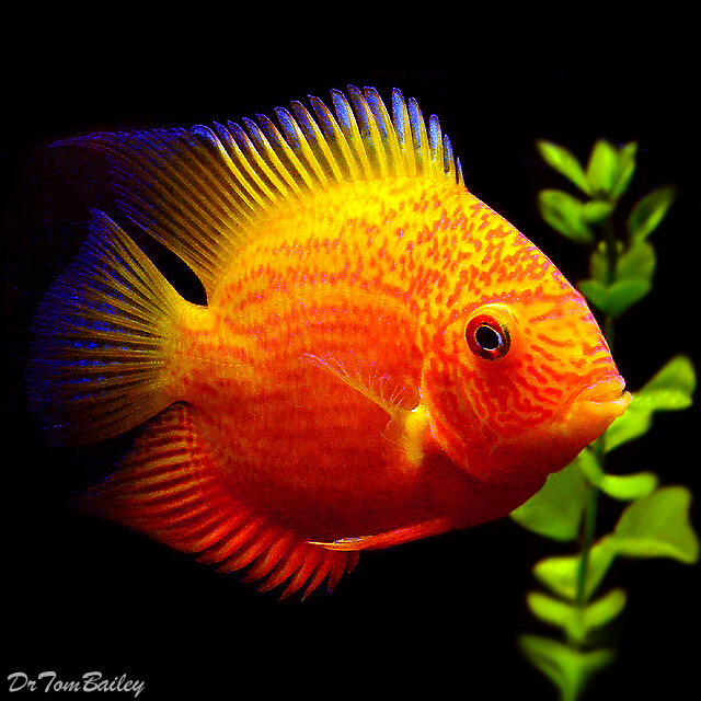 green severum care