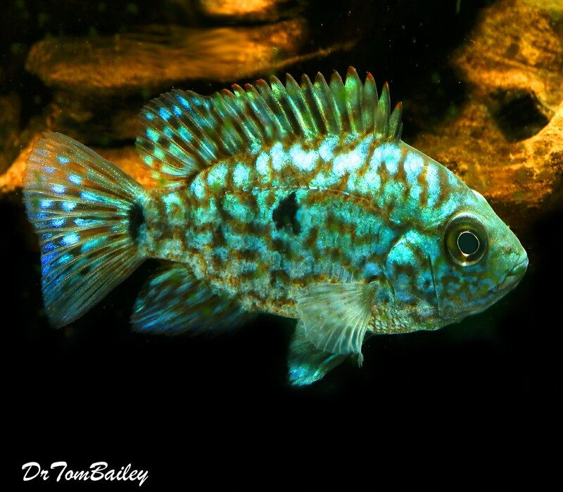 Premium New &amp; Rare, Electric Blue Texas Cichlid