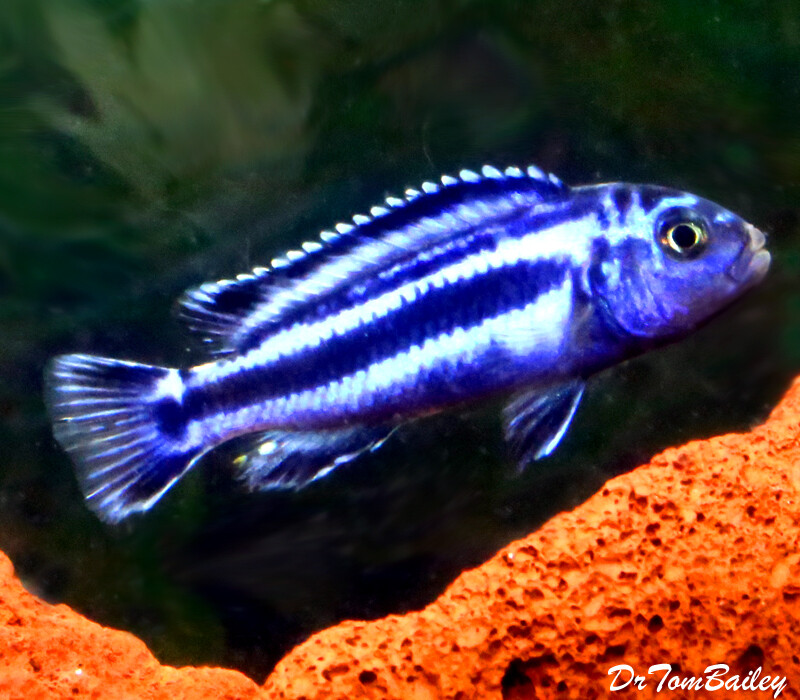 Premium New Maingano Malawi Mbuna Cichlid,  Melanochromis cyaneohabdos, on SALE