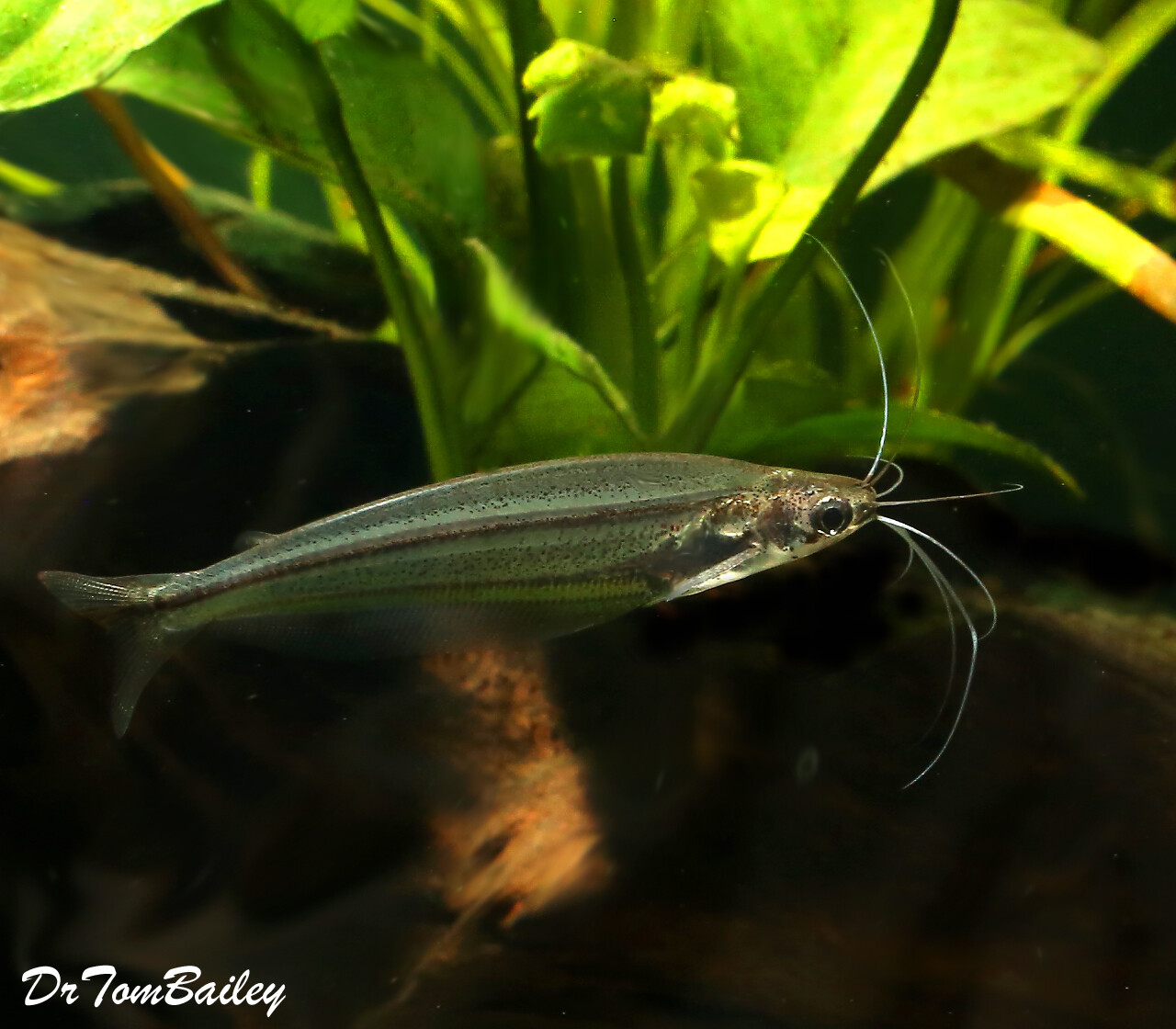 Premium Rare and New, WILD, African Glass Catfish