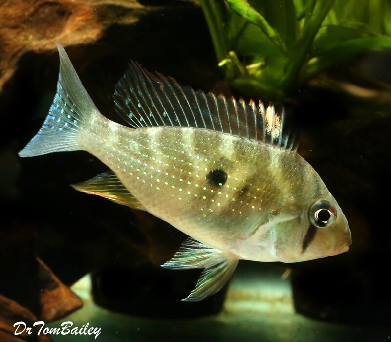Premium Rare Threadfin Heckelii Cichlid, Acarichthys heckelii SALE - was $34.99