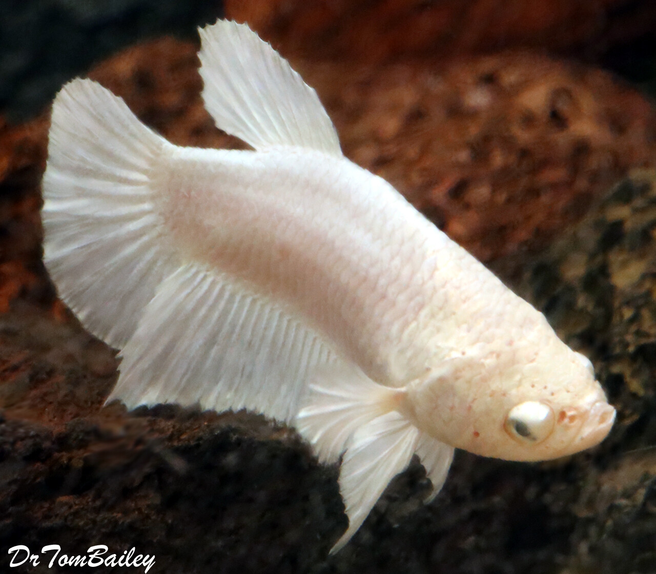 Premium FEMALE Rare Pearl White Halfmoon Betta Fish
