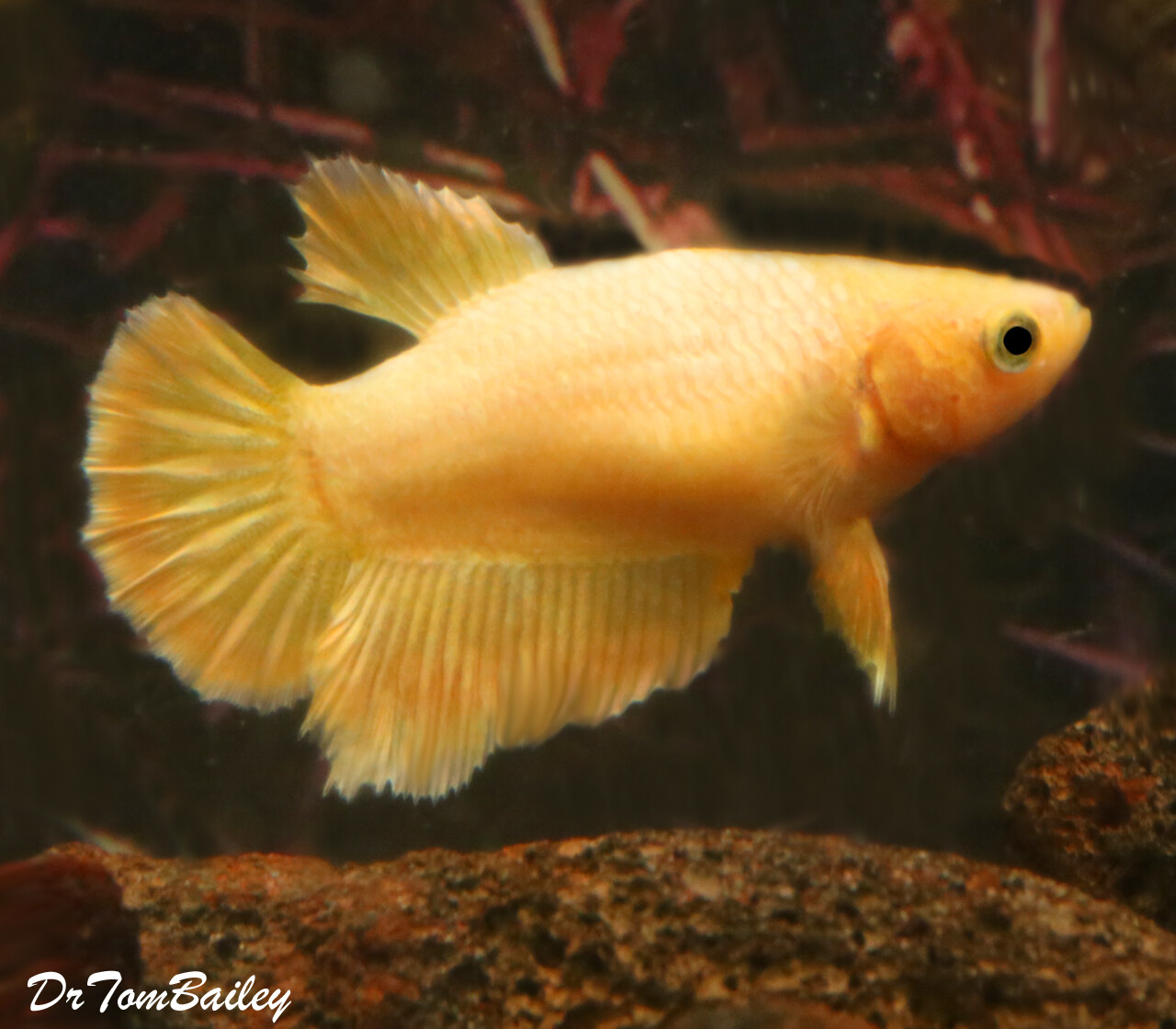 Premium FEMALE Rare Golden Halfmoon Betta Fish