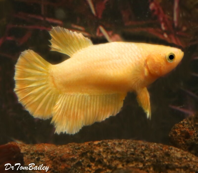 Premium FEMALE Rare Golden Halfmoon Betta Fish
