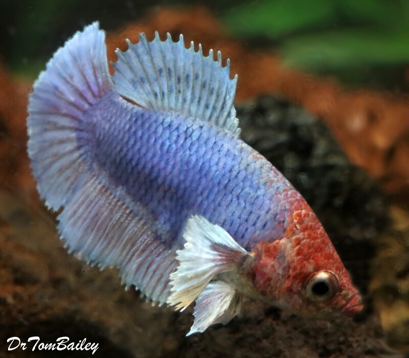 Premium FEMALE Rare Blue Dumbo Ear Halfmoon Betta Fish
