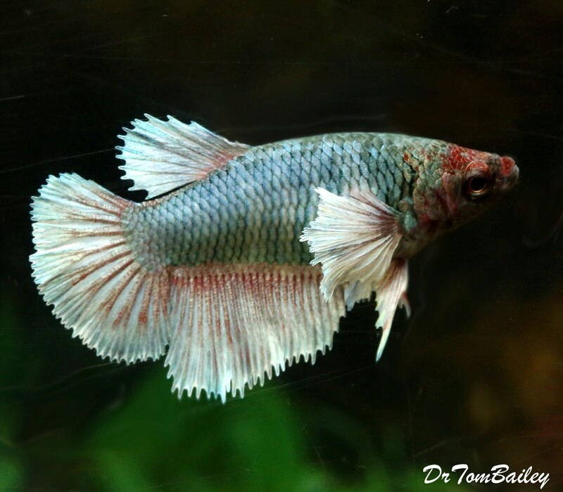 Premium FEMALE Rare Dumbo Ear Halfmoon Betta Fish