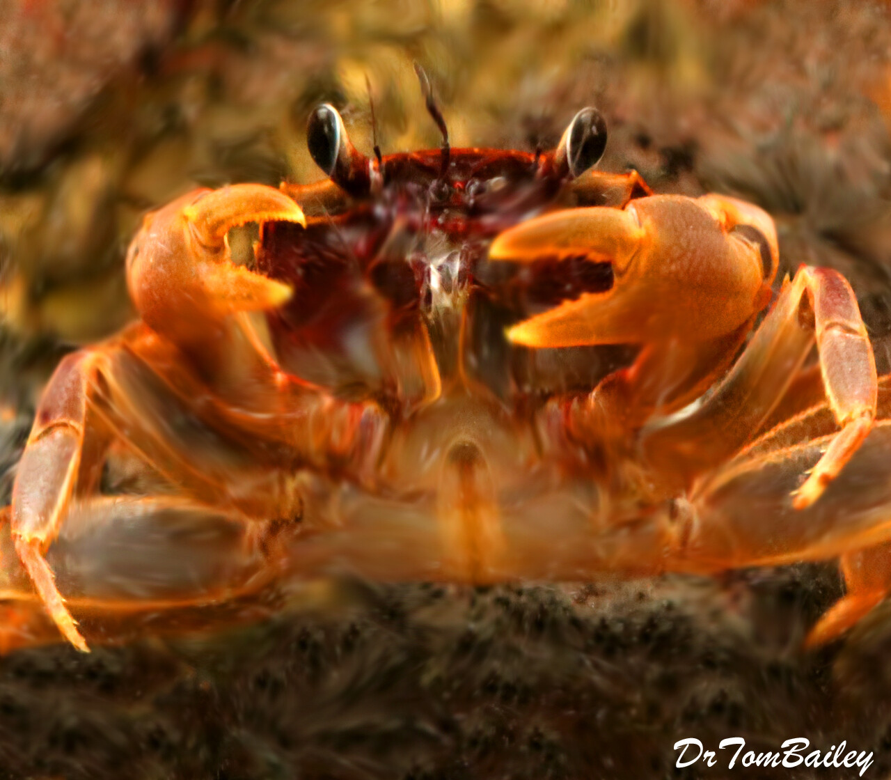 Premium Freshwater Aquatic Matano Crab