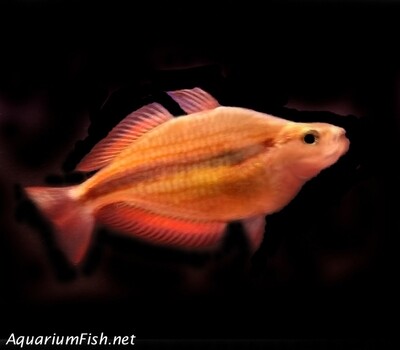 Premium Rare Goyder River Trifasciata Rainbowfish