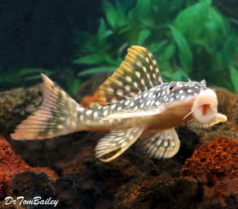 Premium, Rare and New, Tank Raised Sunshine Pleco, Scobinancistrus aureatus, L014