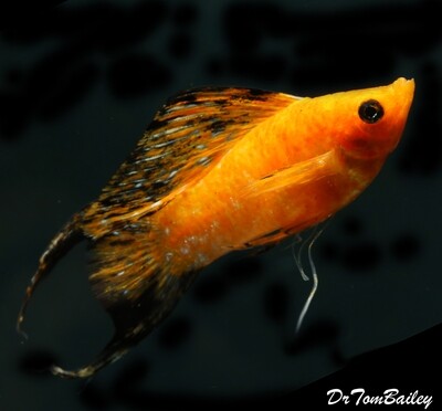 Premium Sunset Male Marble Lyretail Sailfin Molly