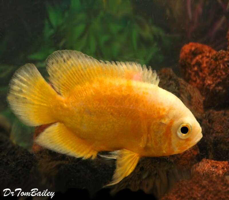 Premium Rare Lemon Yellow Oscar Cichlid