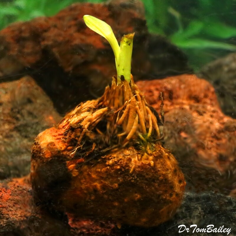 Premium and New, Live Aponogeton Ulvaceous Plant Bulb