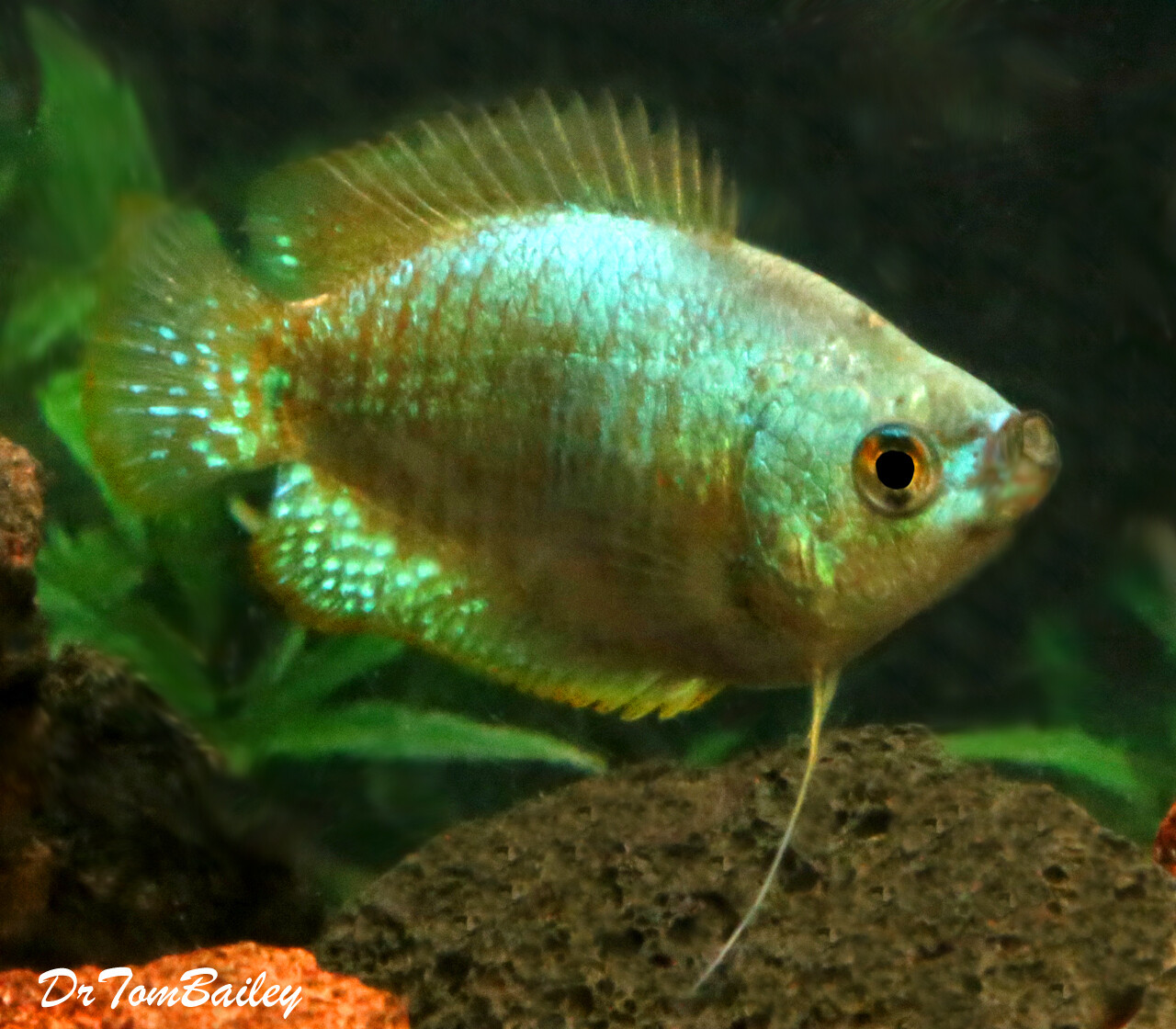 AquariumFish.net