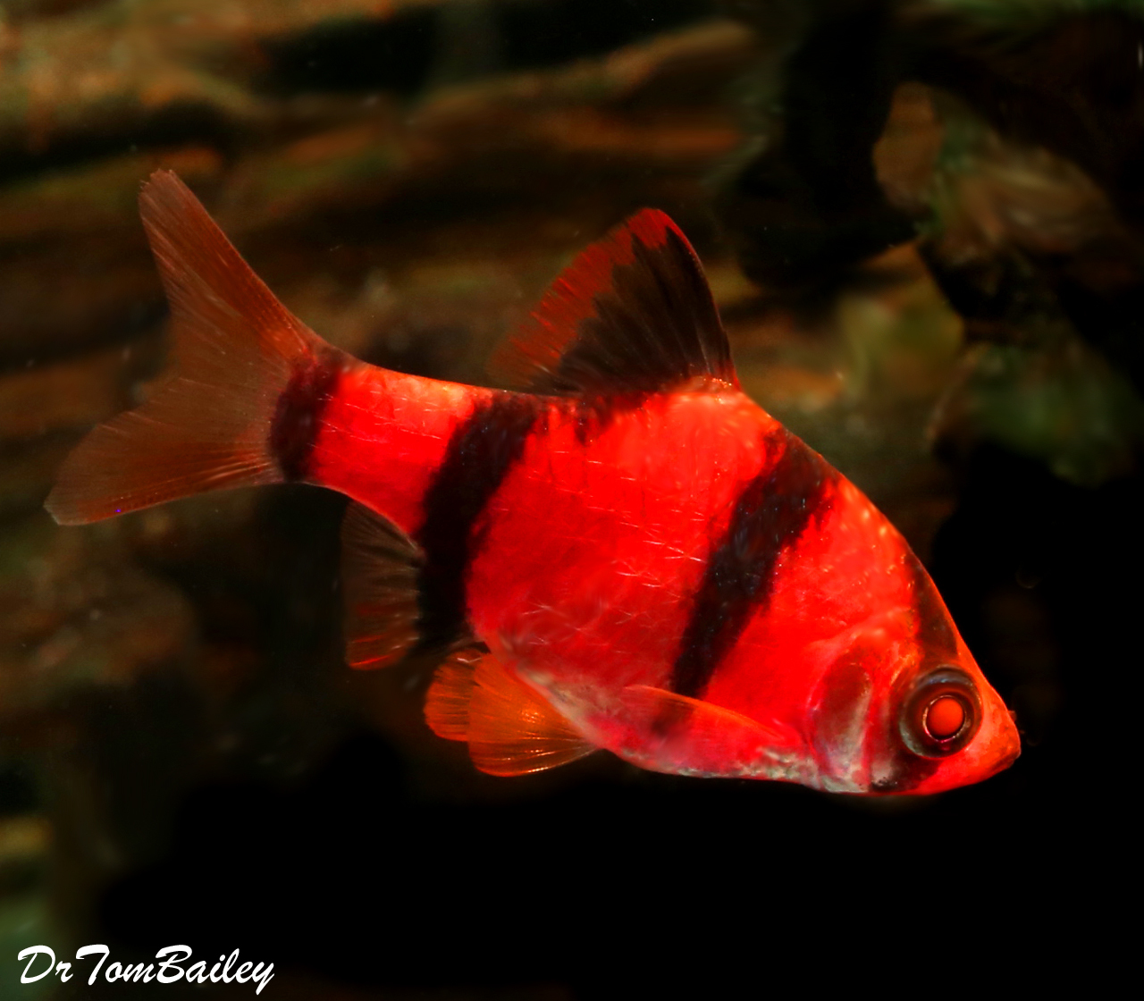 starfire red tiger barb glofish care