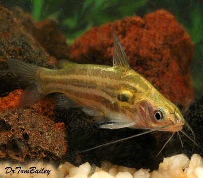 Premium WILD, Rare Golden Mystus Tengara Catfish