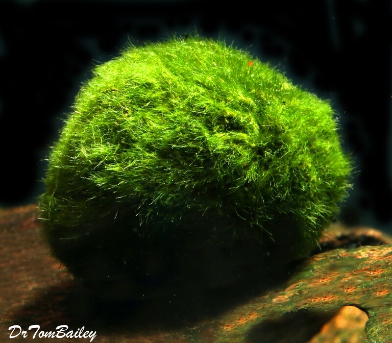 Premium Marimo Moss Ball Plant