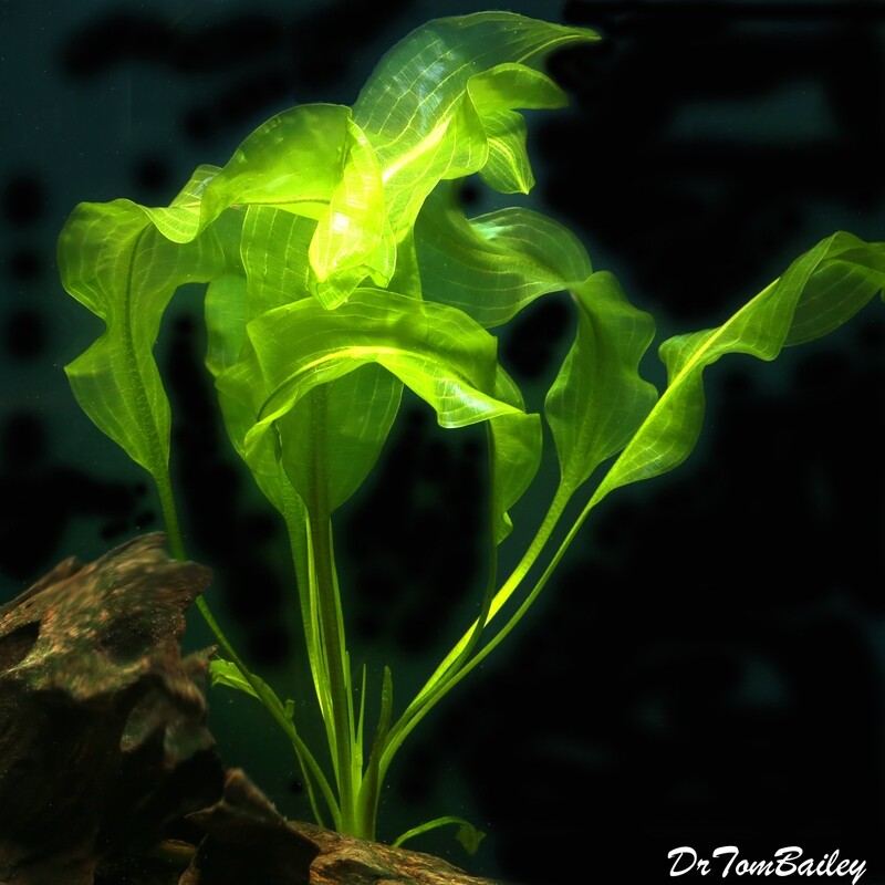 Premium and New, Live Ulvaceous Plant